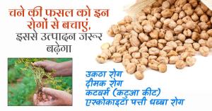 चना की फसल को रोगों से बचाएं, उत्पादन बढ़ाएं, आसान उपाय जानिए खेतिव्यापार पर